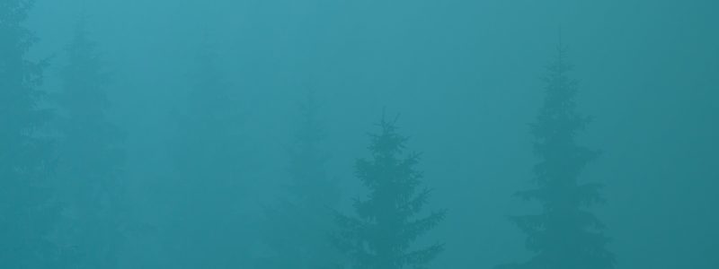 Pay Per Click Advertising Services - Foggy Forest - Background Image | Digital C4