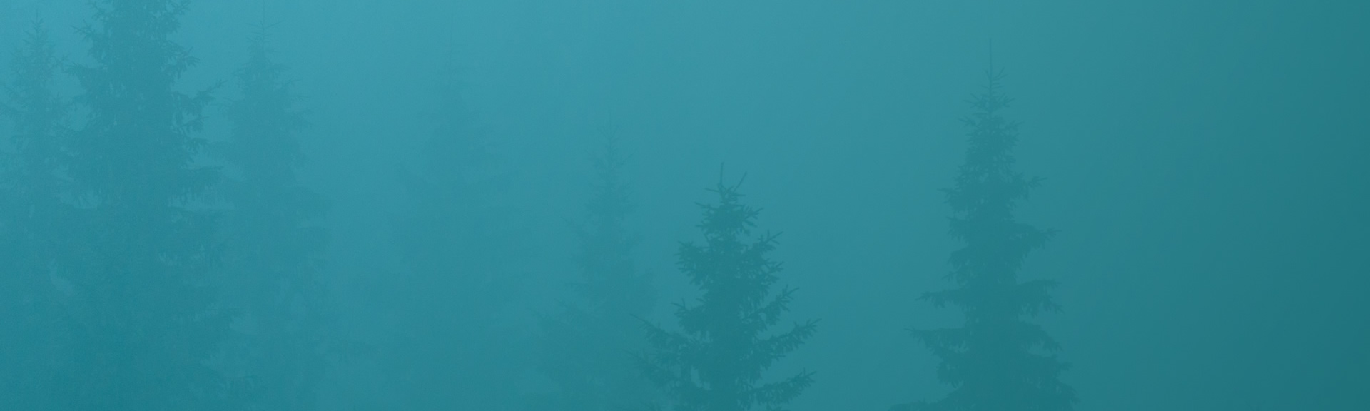 Pay Per Click Advertising Services - Foggy Forest - Background Image | Digital C4