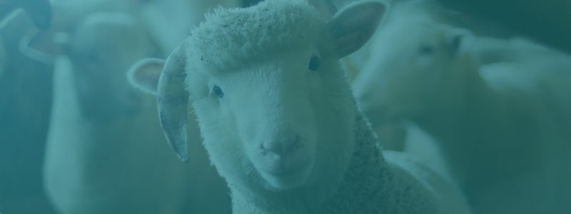 Pay Per Click Advertising Services - Sheep Headshot - Background Image | Digital C4