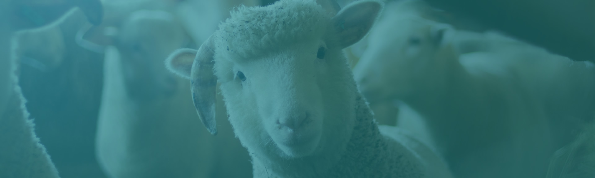 Pay Per Click Advertising Services - Sheep Headshot - Background Image | Digital C4