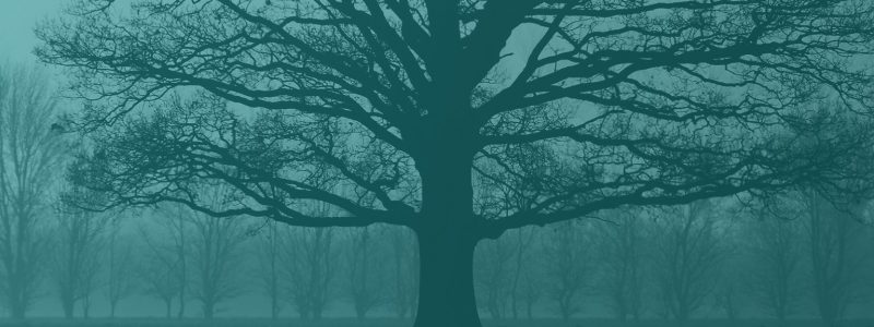 Pay Per Click Advertising Services - Huge Oak Trees Silhouette - Background Image | Digital C4