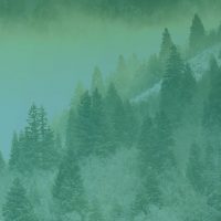 Pay Per Click Advertising Services - Clouds in the Pines - Background Image | Digital C4