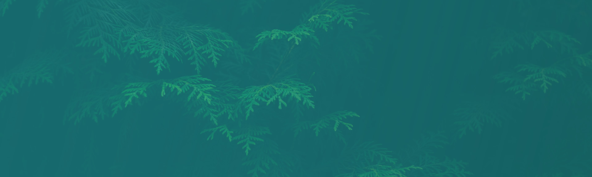 Pay Per Click Advertising Services - Cedar Branches - Background Image | Digital C4
